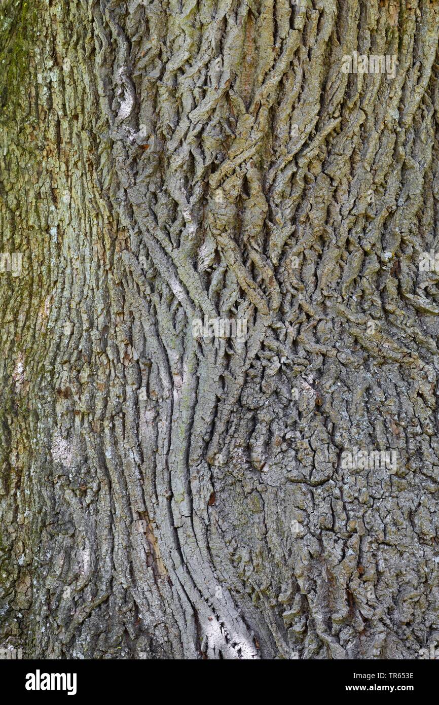 Grandi lasciava in calce, tiglio (Tilia platyphyllos), corteccia, Germania Foto Stock