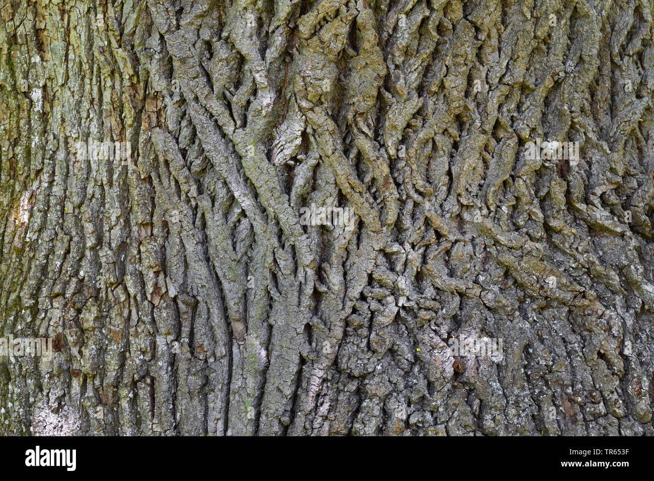 Grandi lasciava in calce, tiglio (Tilia platyphyllos), corteccia, Germania Foto Stock