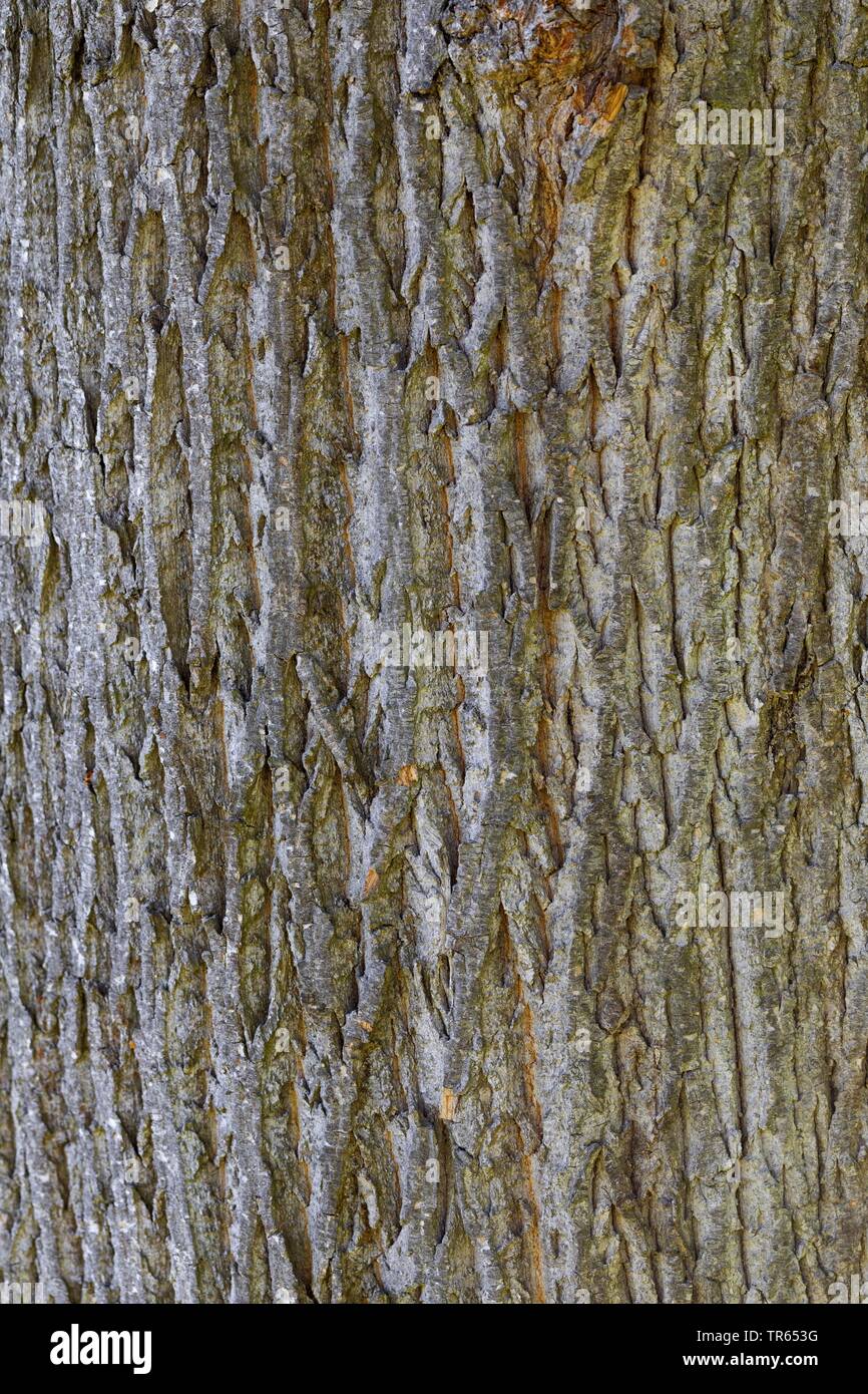 Norvegia (acero Acer platanoides), corteccia, Germania Foto Stock