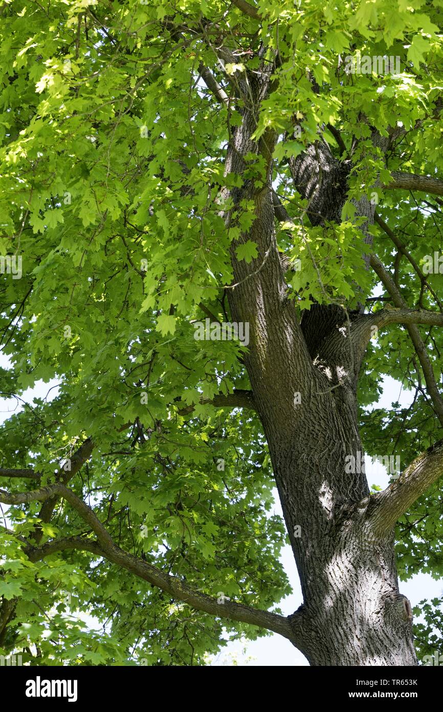 Norvegia (acero Acer platanoides), vista la corona dal di sotto, Germania Foto Stock