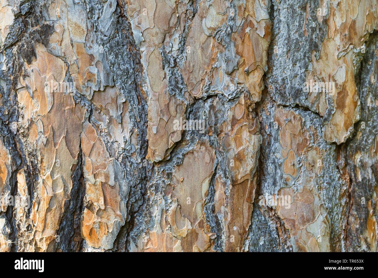 Pino silvestre, pino silvestre (Pinus sylvestris), corteccia, Germania Foto Stock