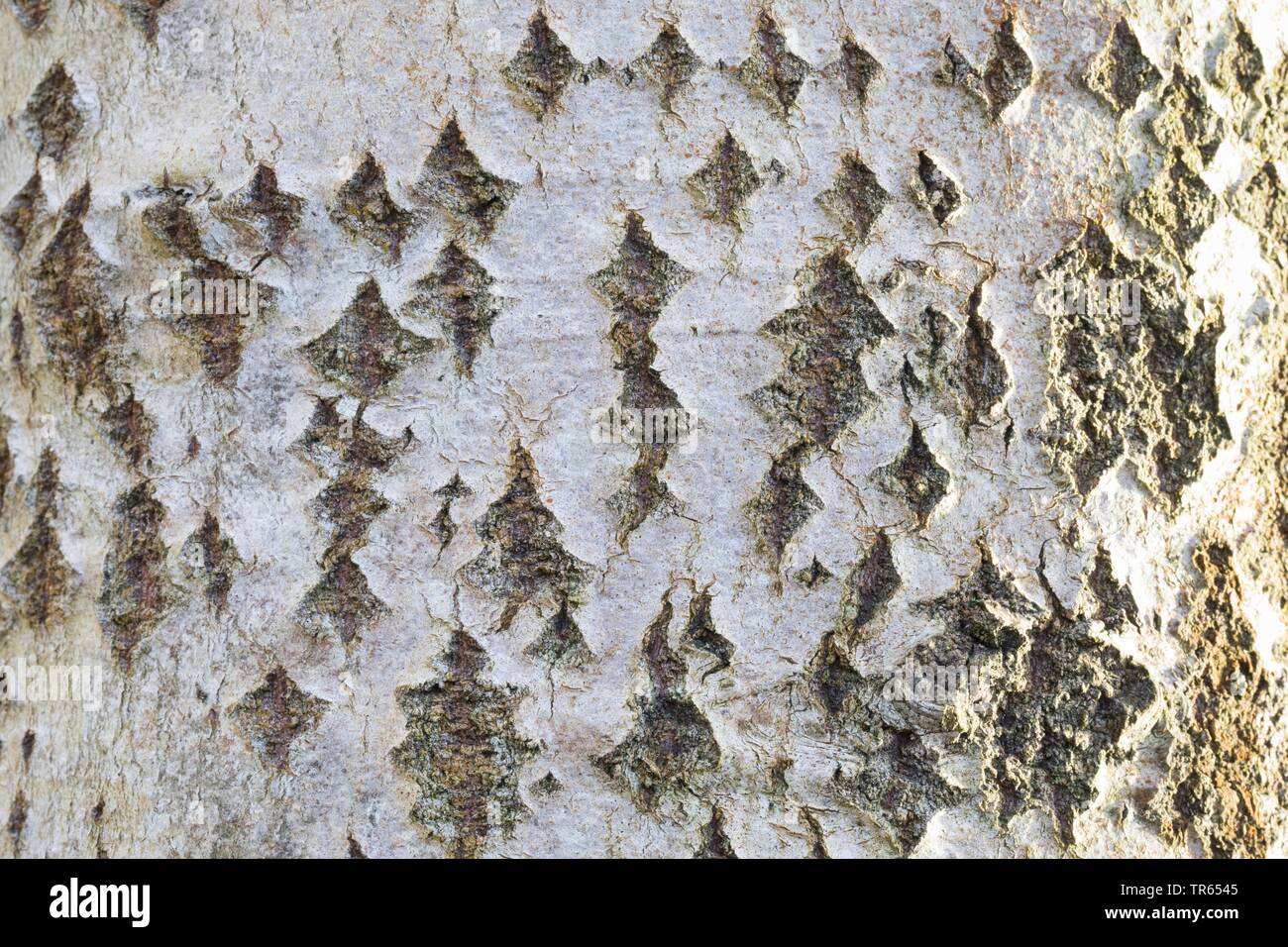 Unione aspen (Populus tremula), corteccia, Germania Foto Stock