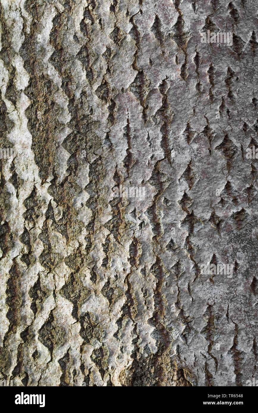 Unione aspen (Populus tremula), corteccia, Germania Foto Stock