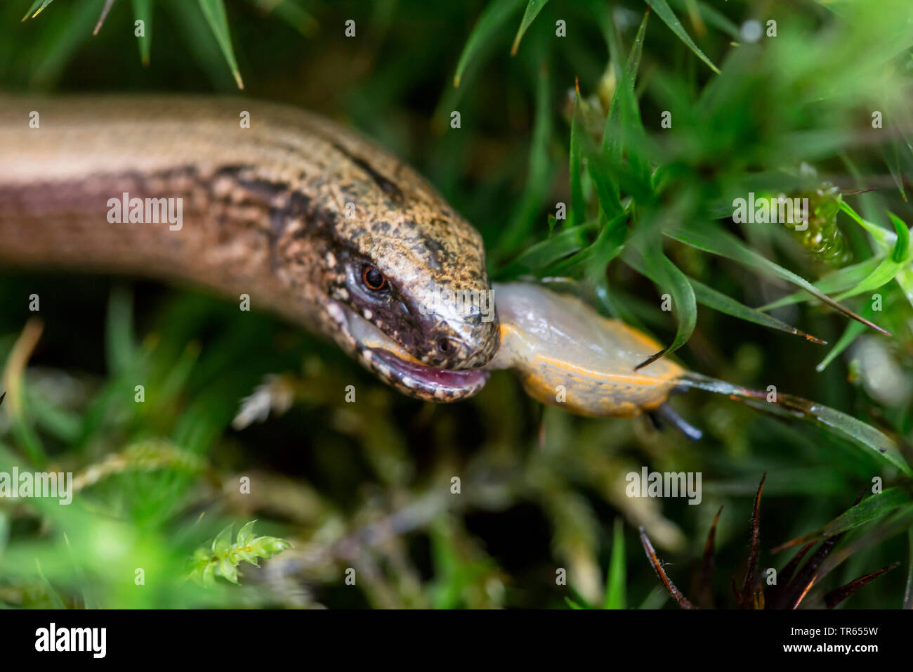 Comunità slow worm, blindworm, slow worm (Anguis fragilis), alimentazione di uno slug, in Germania, in Baviera, Niederbayern, Bassa Baviera Foto Stock