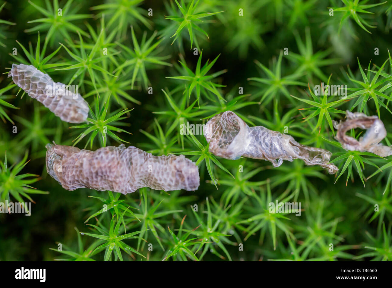 Comunità slow worm, blindworm, slow worm (Anguis fragilis), la pelle secca avanzi di cibo dopo la scuoiatura su MOSS, in Germania, in Baviera, Niederbayern, Bassa Baviera Foto Stock