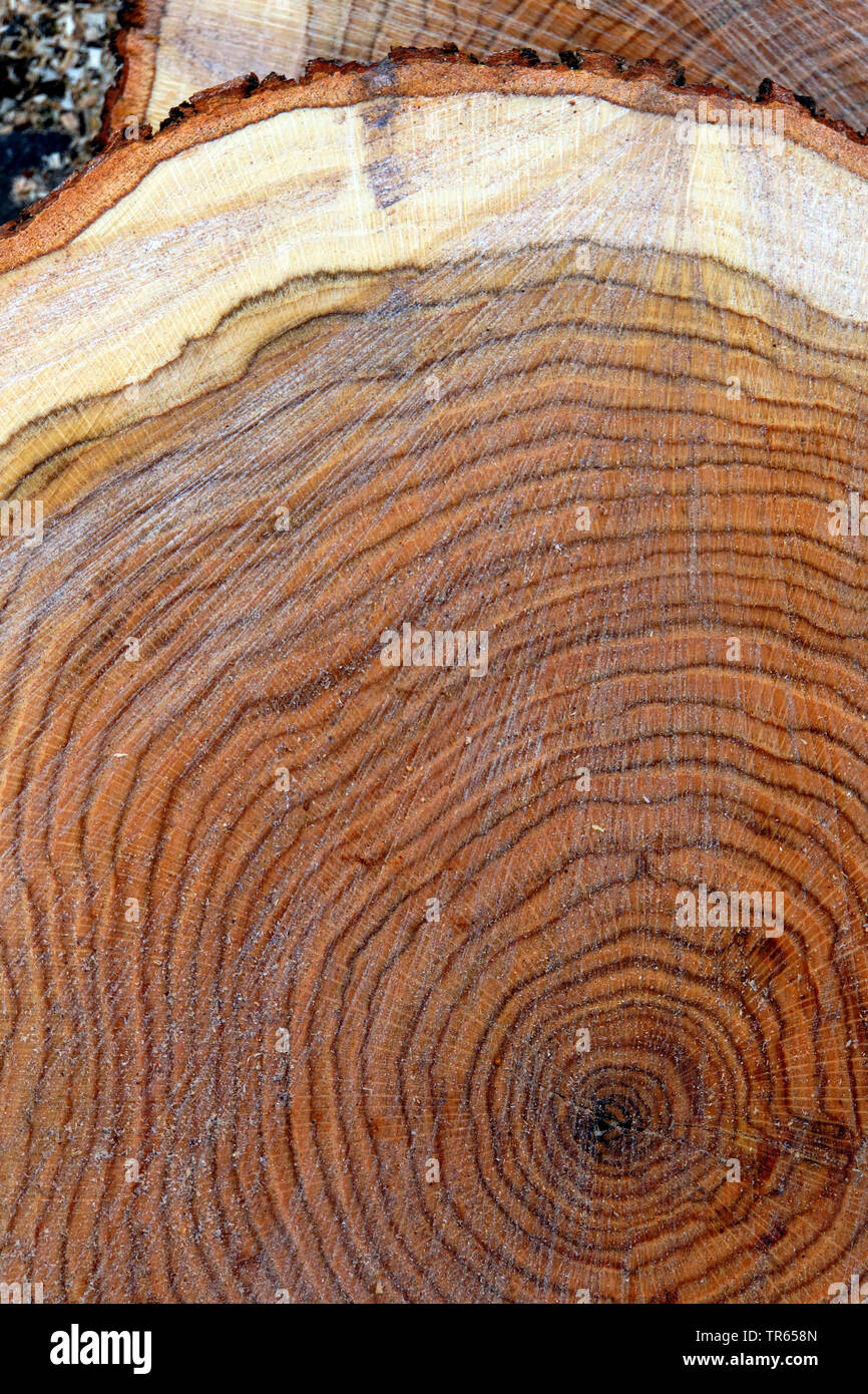 Il nord di quercia rossa (Quercus rubra), albero fetta, in Germania, in Renania settentrionale-Vestfalia Foto Stock