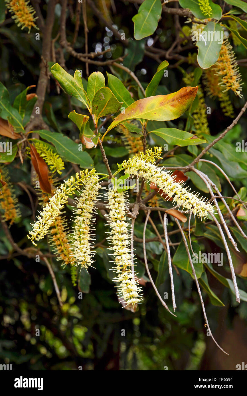 (Macadamia tetraphylla Macadamia), filiale di fioritura, Portogallo, la Madera Foto Stock