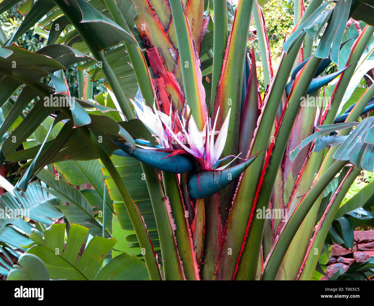 White uccello del paradiso (Strelitzia nicolai), fiori, Madera, Funchal Foto Stock