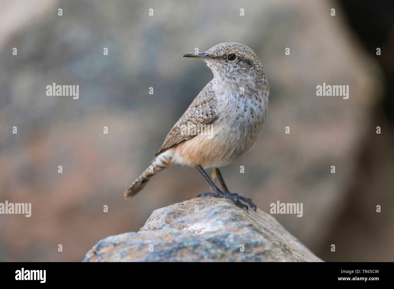 Rock wren (Salpinctes obsoletus), seduto su una roccia e guardando indietro, vista laterale, USA, Arizona Foto Stock