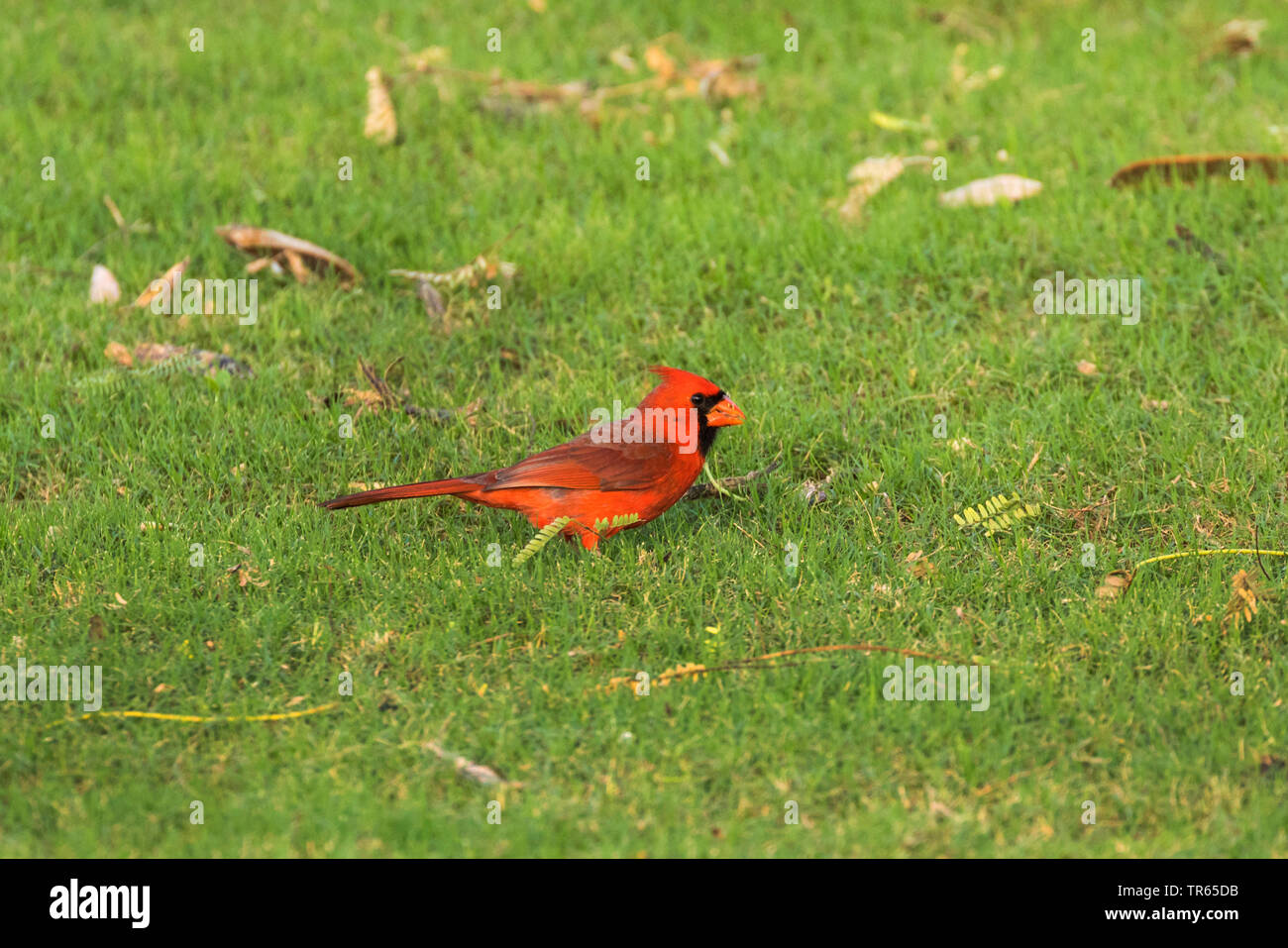 Il cardinale comune, rosso cardinale (Cardinalis cardinalis), la ricerca di cibo in un prato, vista laterale, STATI UNITI D'AMERICA, Hawaii Maui Kihei Foto Stock