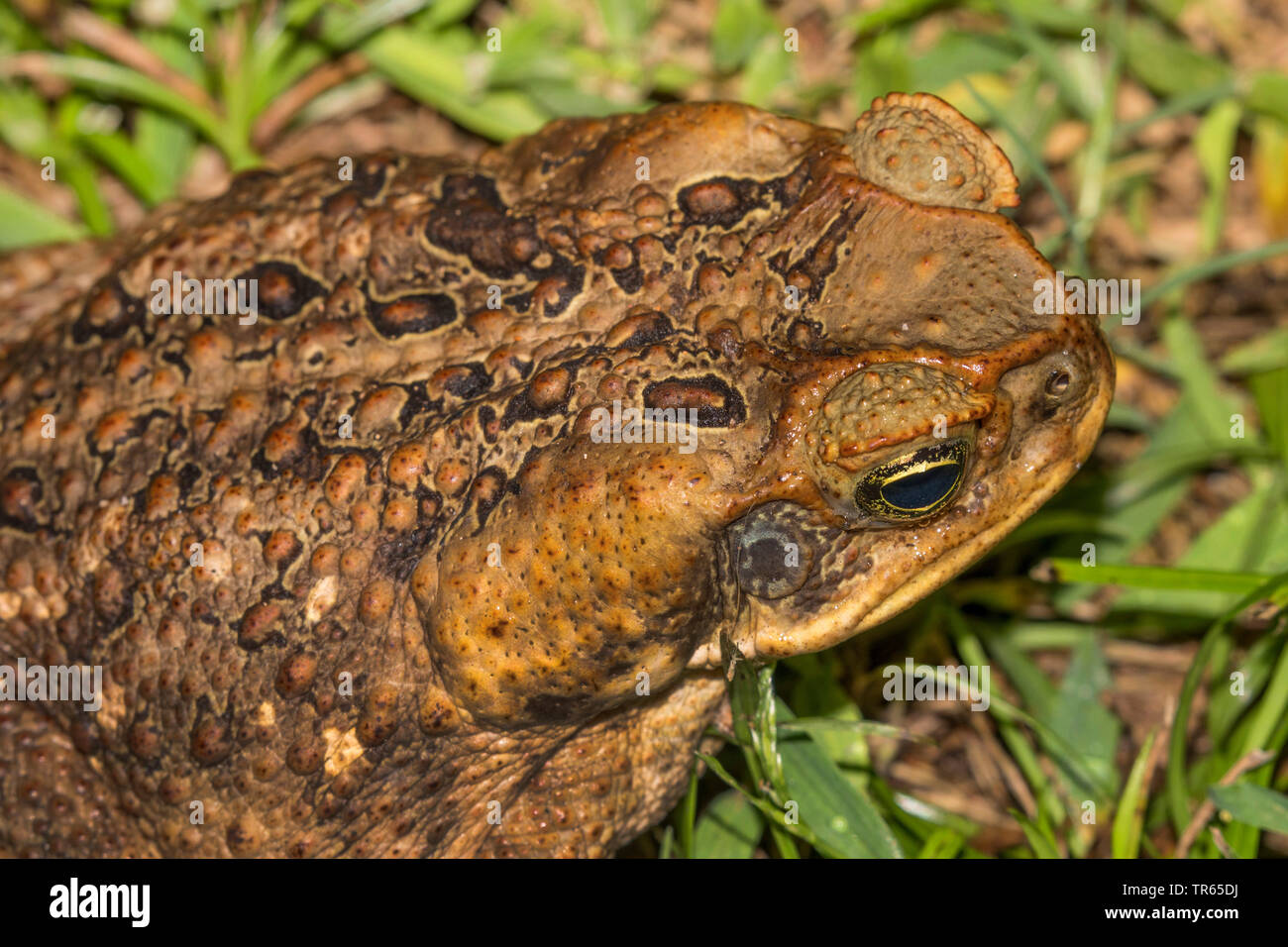 Il rospo gigante, Marine, il Rospo Rospo di canna, sud americana Neotropical toad (Bufo marinus, Rhinella marina), seduti in un prato, vista da sopra, STATI UNITI D'AMERICA, Hawaii Maui Kihei Foto Stock