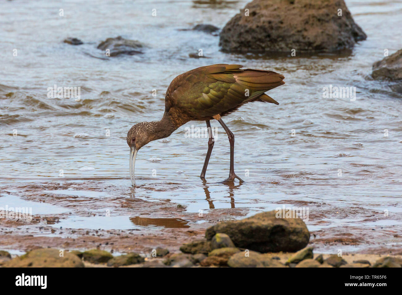 Ibis lucido (Plegadis falcinellus), mangiare alla marea di declino poco lumache, vista laterale, STATI UNITI D'AMERICA, Hawaii, Kealia Pond Foto Stock