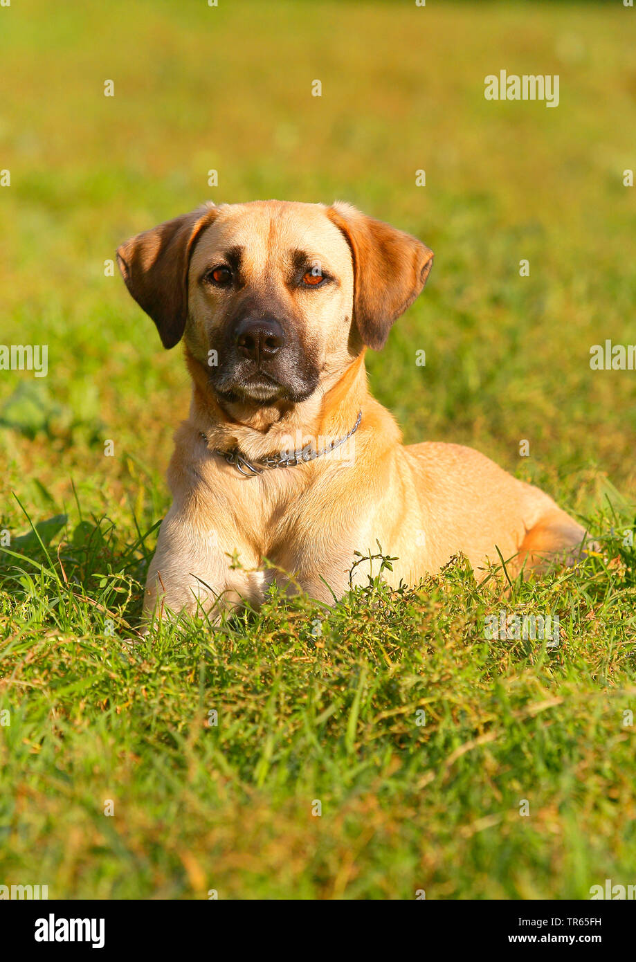 Kangal (Canis lupus f. familiaris), Kangal mongrel, quattro anni cane maschio giacente in un prato, Germania Foto Stock