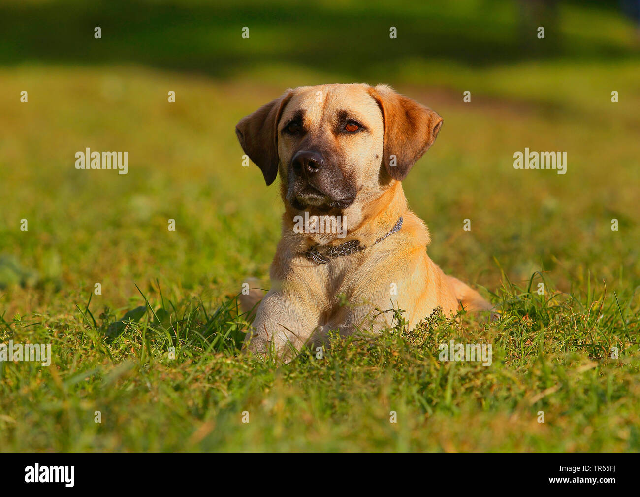 Kangal (Canis lupus f. familiaris), Kangal mongrel, quattro anni cane maschio giacente in un prato, Germania Foto Stock