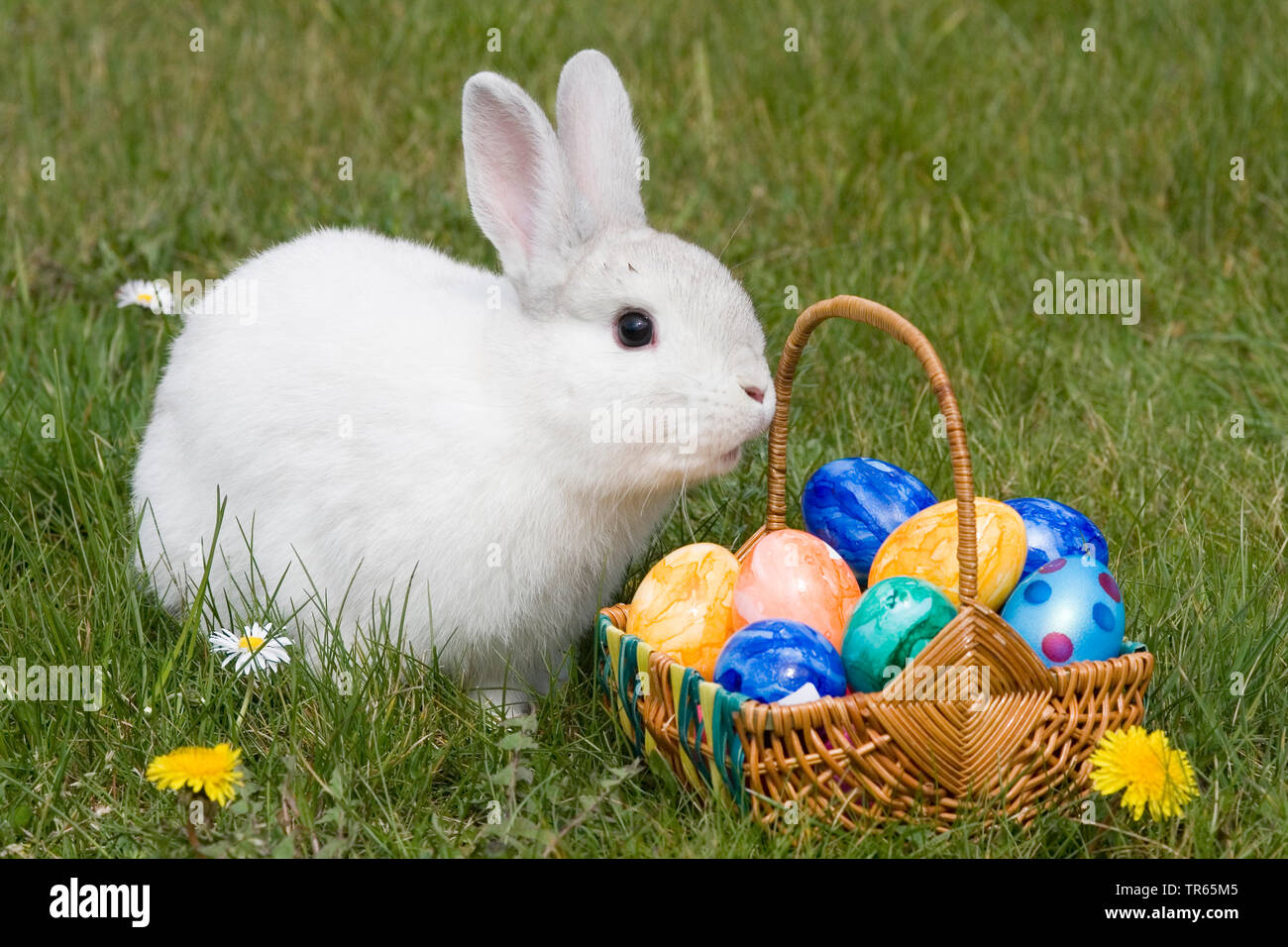 Coniglietti Pasquali Con Uova Di Pasqua Immagini e Fotos Stock Alamy Coniglietti Pasquali Con Uova Di Pasqua Immagini e Fotos Stock Alamy