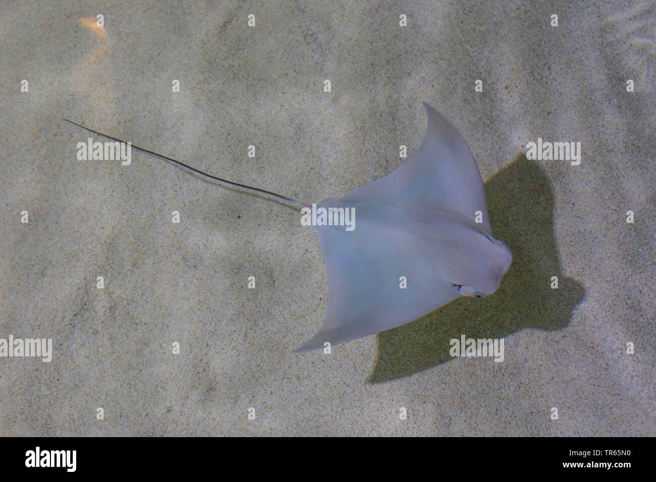 Cownose ray (Rhinoptera bonasus), nuoto su suolo sabbioso, USA, Arizona Foto Stock