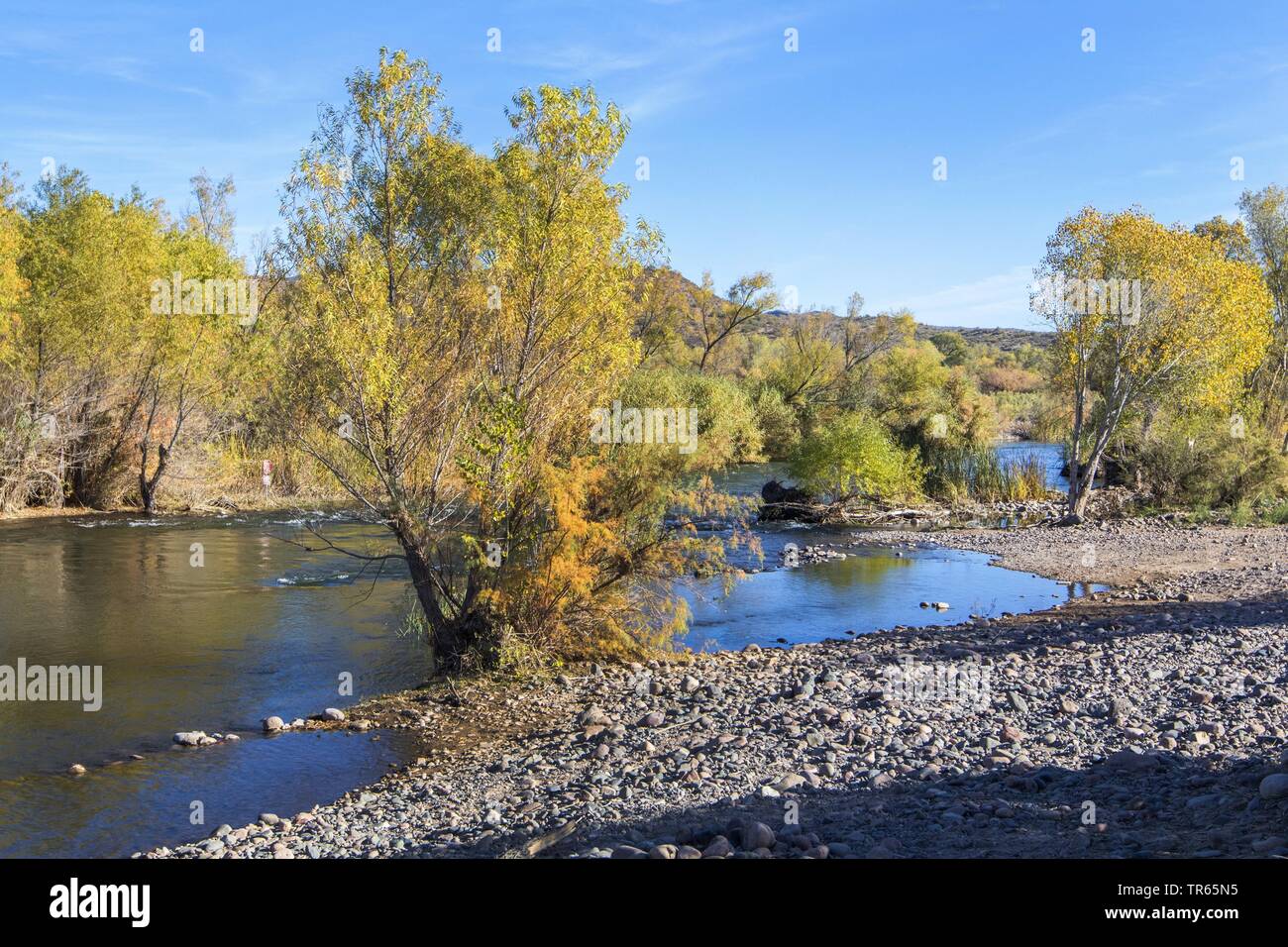 Salici e pioppi neri americani alberi sulla riva del fiume in autunno, STATI UNITI D'AMERICA, Arizona, Verde sul fiume Rio Verde Foto Stock