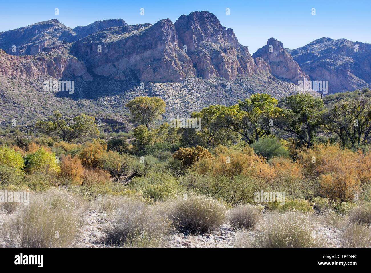 Riverside woodland nel Deserto Sonoran in autunno, USA, Arizona, sale sul fiume Phoenix Foto Stock