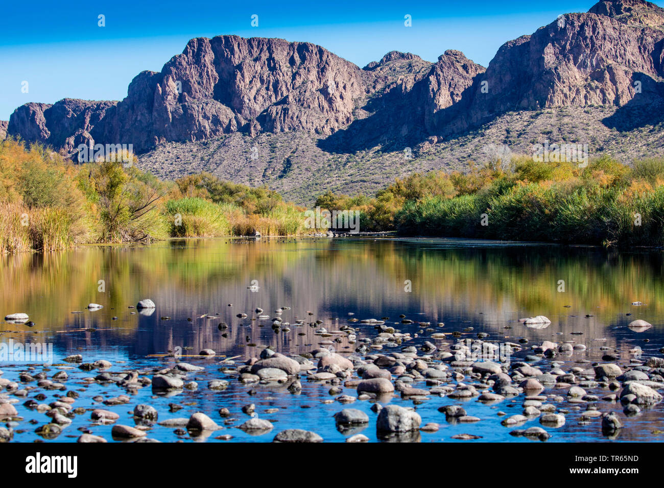 Riverside woodland nel Deserto Sonoran in autunno, USA, Arizona, sale sul fiume Phoenix Foto Stock