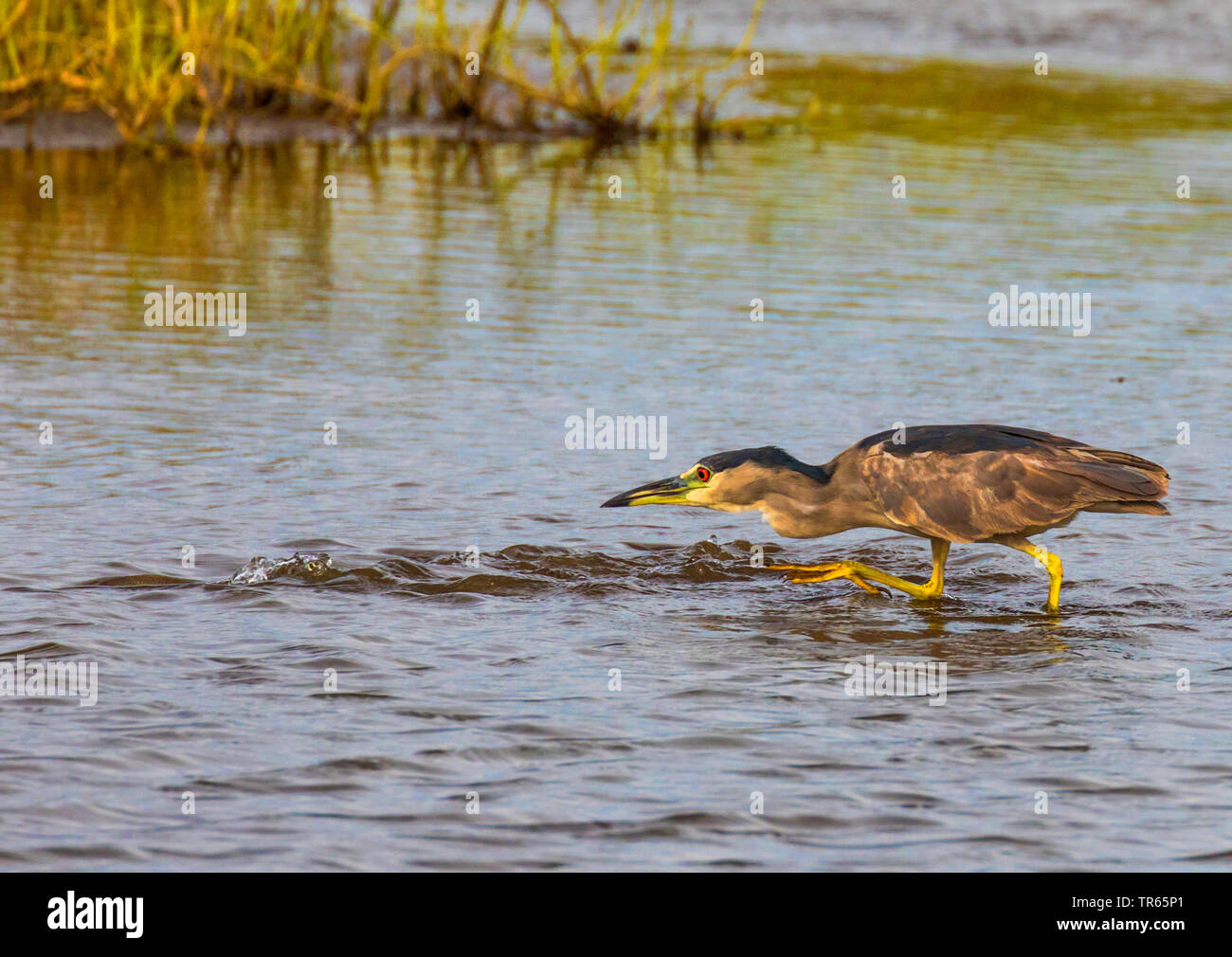 Nitticora (Nycticorax nycticorax), stalking nelle acque poco profonde e la caccia di pesci, STATI UNITI D'AMERICA, Hawaii, Kealia Pond, Kihei Foto Stock