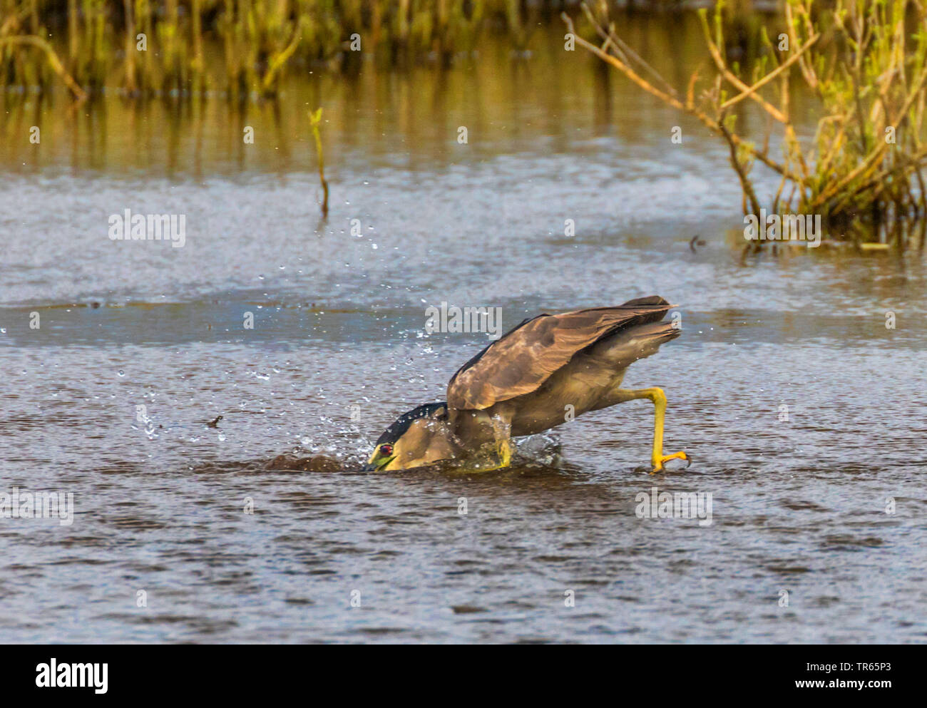 Nitticora (Nycticorax nycticorax), stalking nelle acque poco profonde e la caccia di pesci, STATI UNITI D'AMERICA, Hawaii, Kealia Pond, Kihei Foto Stock