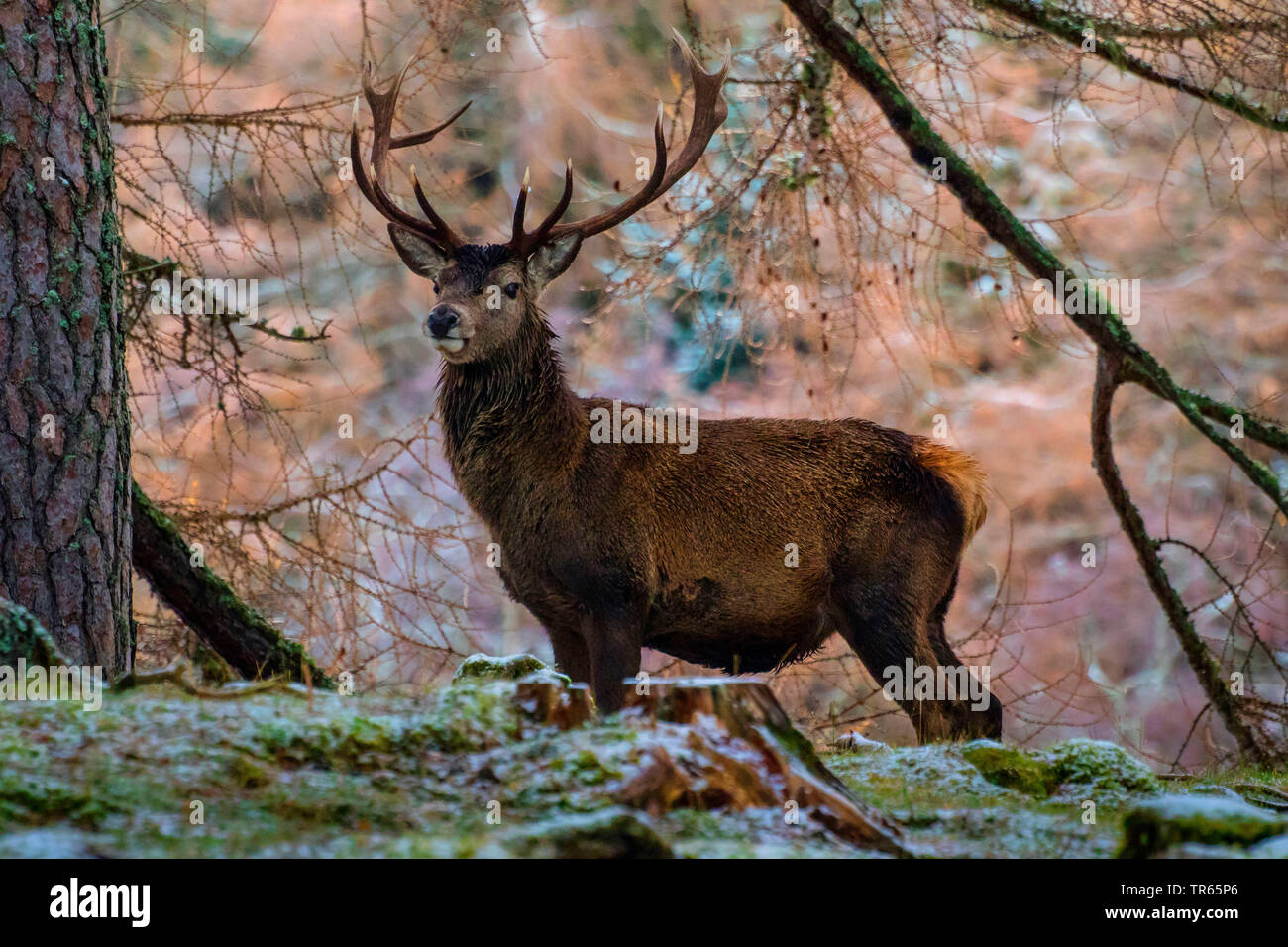 Il cervo (Cervus elaphus), red deer stag in piedi in un leggermente boschi innevati, Regno Unito, Scozia, Cairngorms National Park, Aviemore Foto Stock