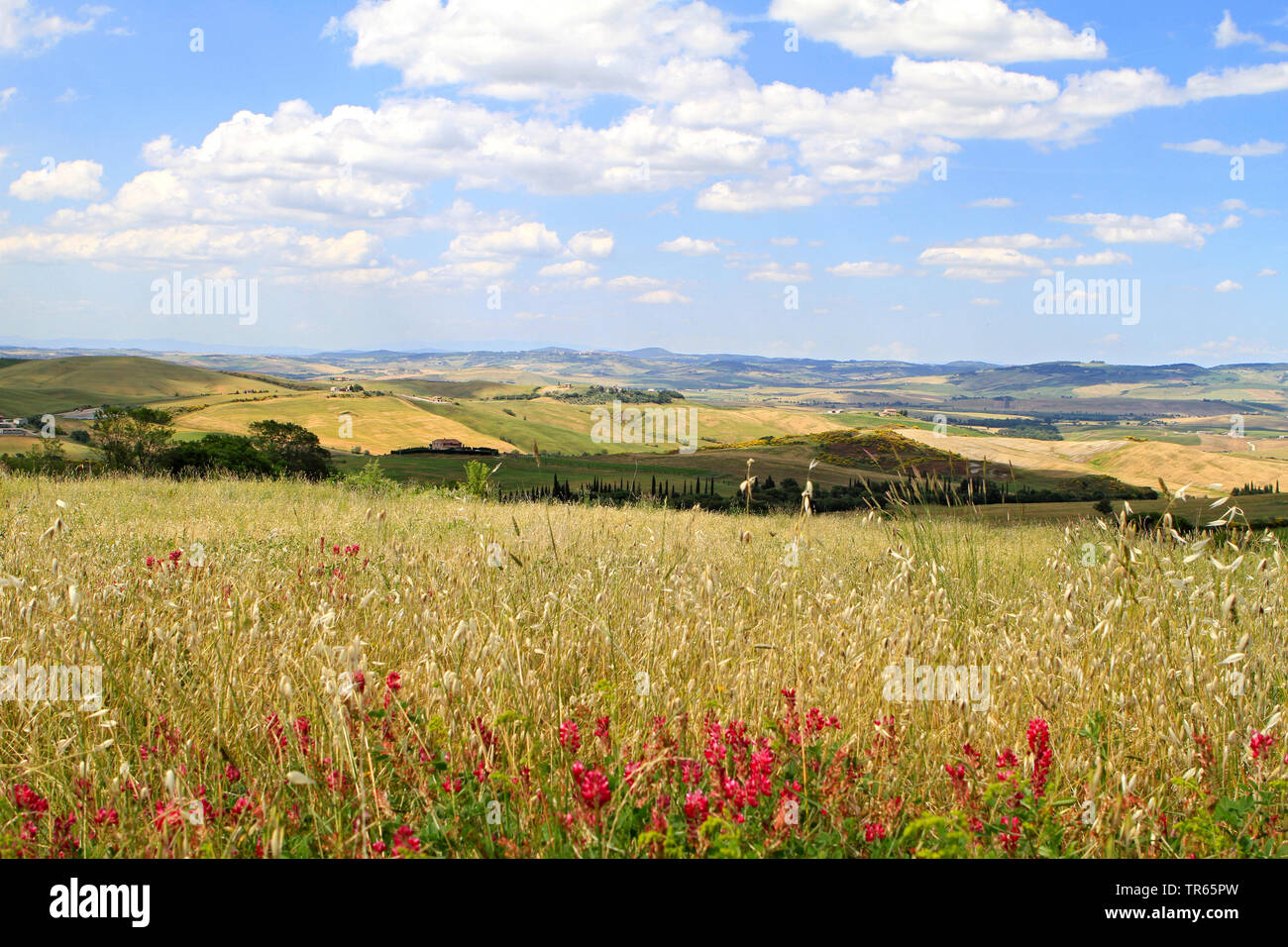 Coltivate le OAT, comune avena (Avena sativa), campo di avena con trifoglio, Italia, Toscana Foto Stock