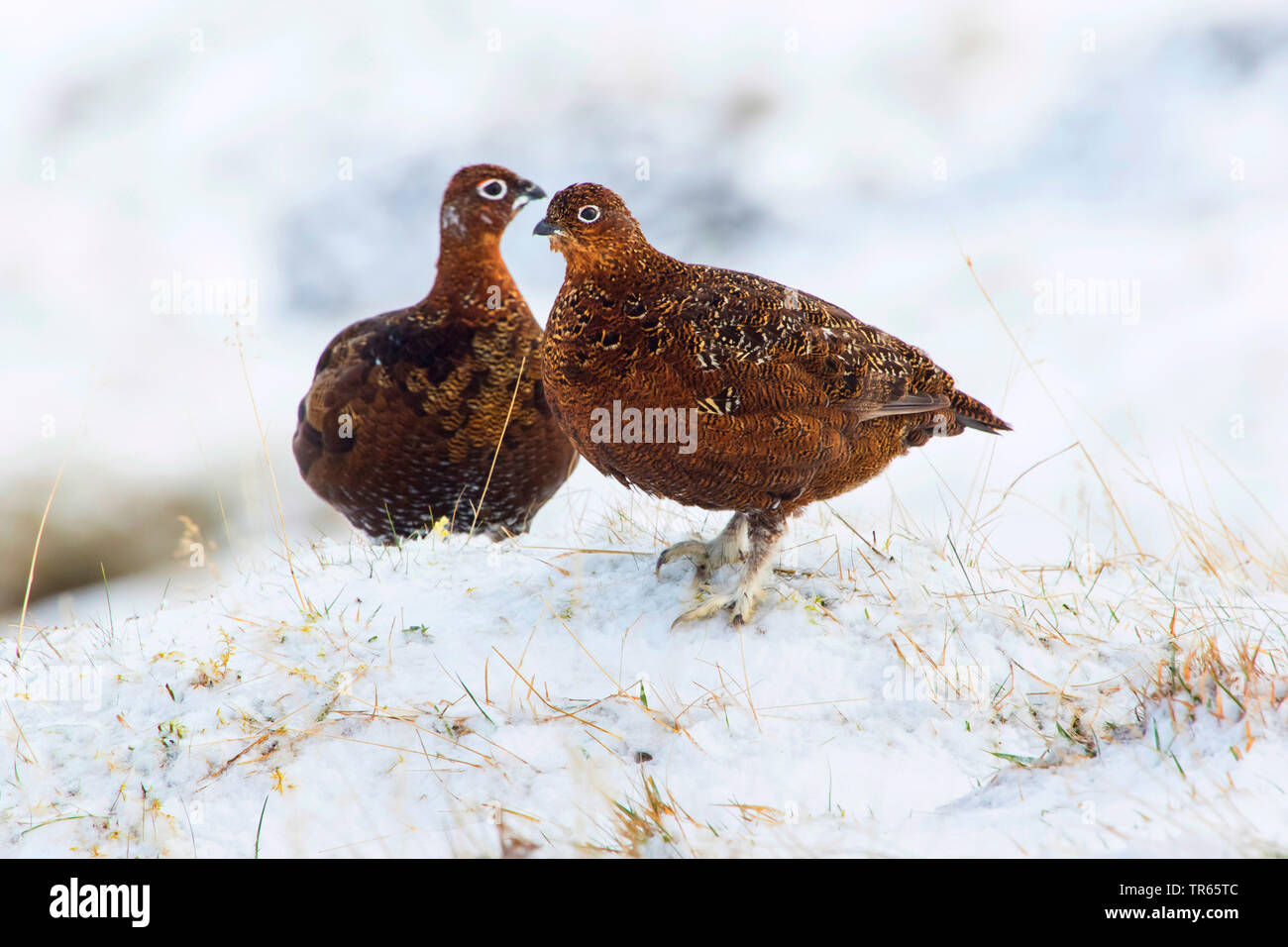 Red Grouse (Lagopus lagopus scoticus), due rossi grouses nel circostante invernale sulla neve, vista laterale, Regno Unito, Scozia, Cairngorms National Park, Aviemore Foto Stock