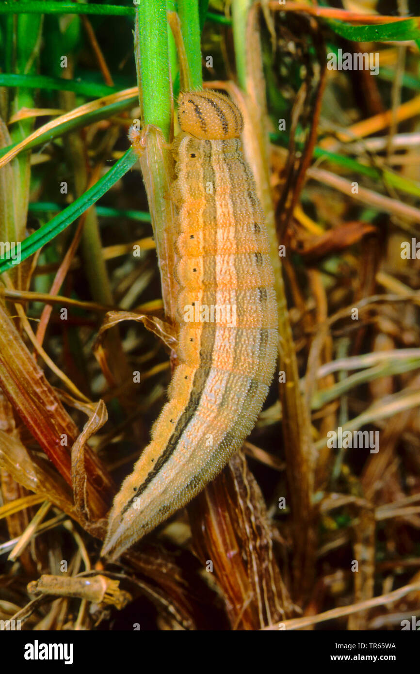 Dryad (Minois dryas, dryas Satyrus), Caterpillar su erba, Germania Foto Stock
