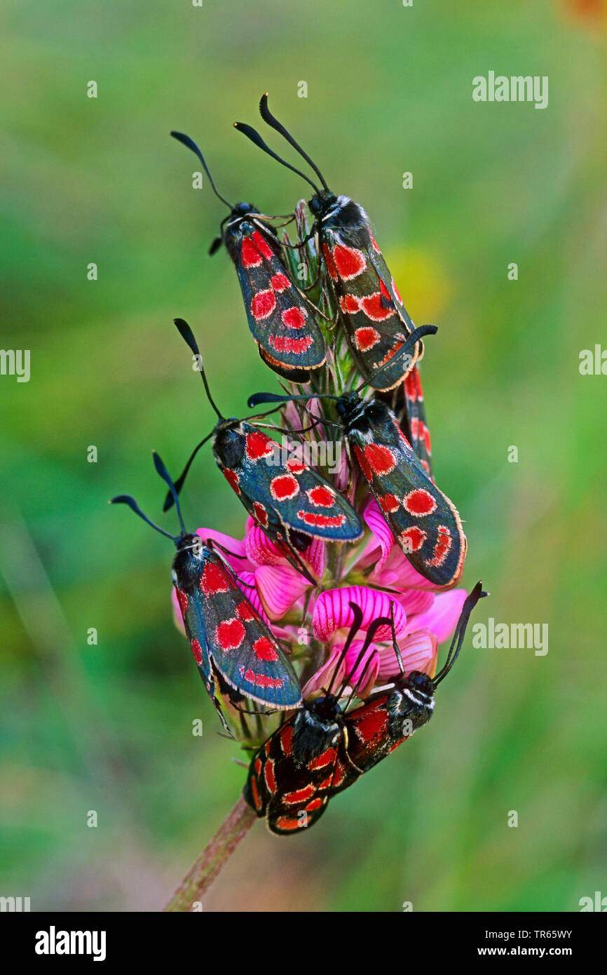 Goccia di sangue Burnett, Sei-spot Burnett (Zygaena carniolica, Agrumenia carniolica), varie goccia di sangue su Burnets sainfoins, Onobrychis viciifolia, Germania Foto Stock