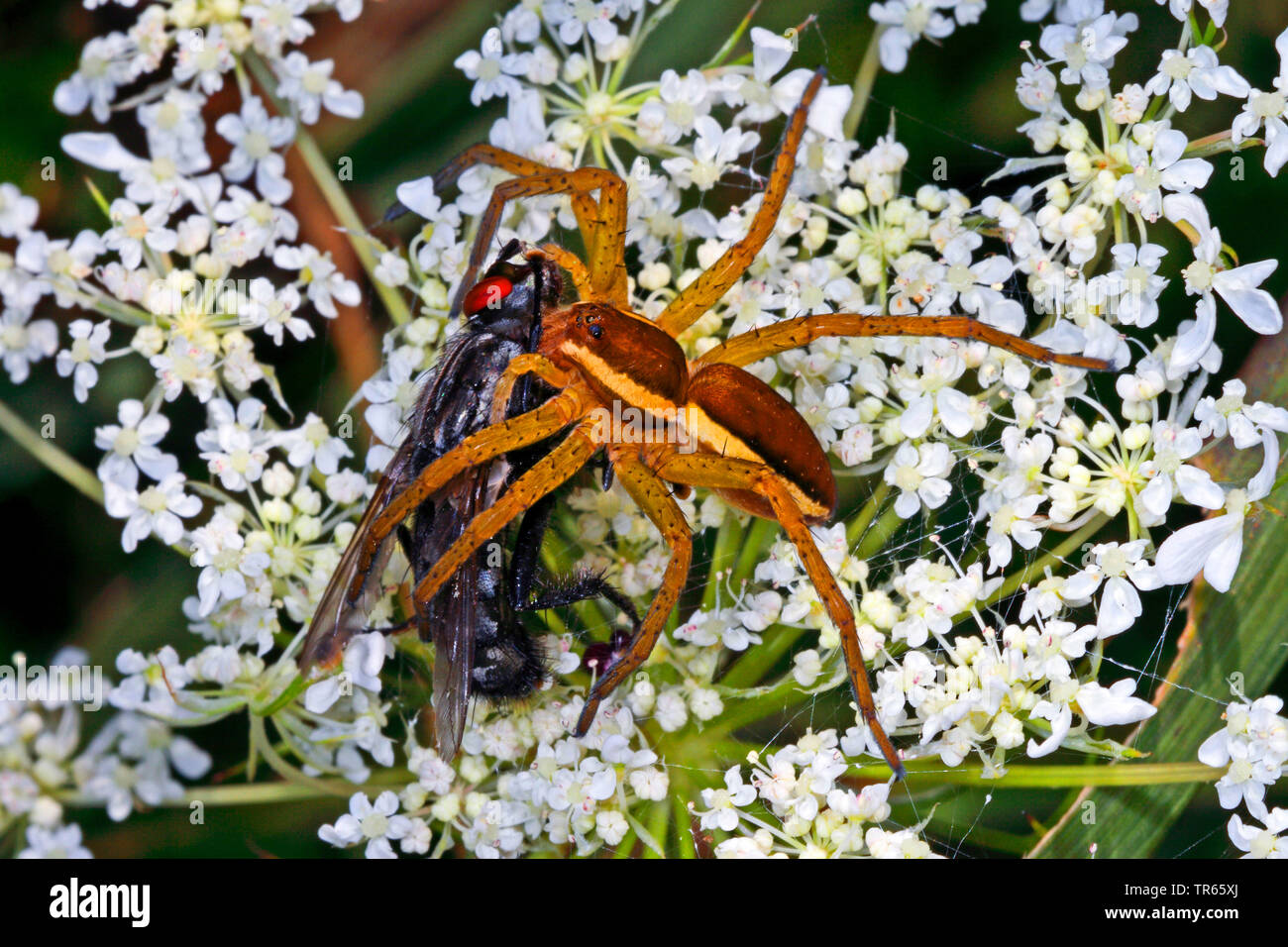 Pesca fimbriate spider (Dolomedes fimbriatus), seduto su un umbellifer con catturato fly, Germania Foto Stock