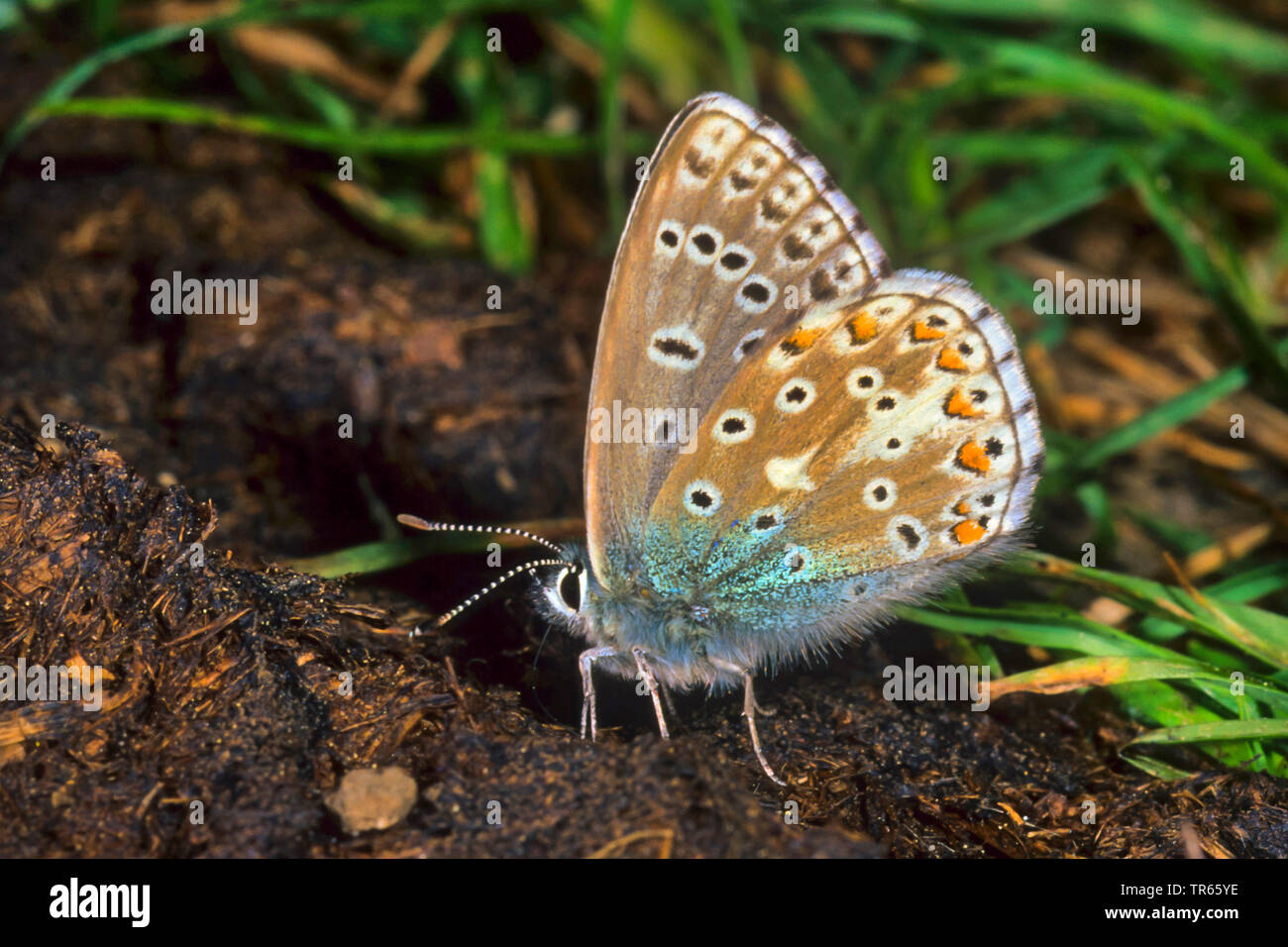 Adonis blu (Polyommatus bellargus, Lysandra bellargus, Meleageria bellargus), sul terreno, vista laterale, Germania Foto Stock