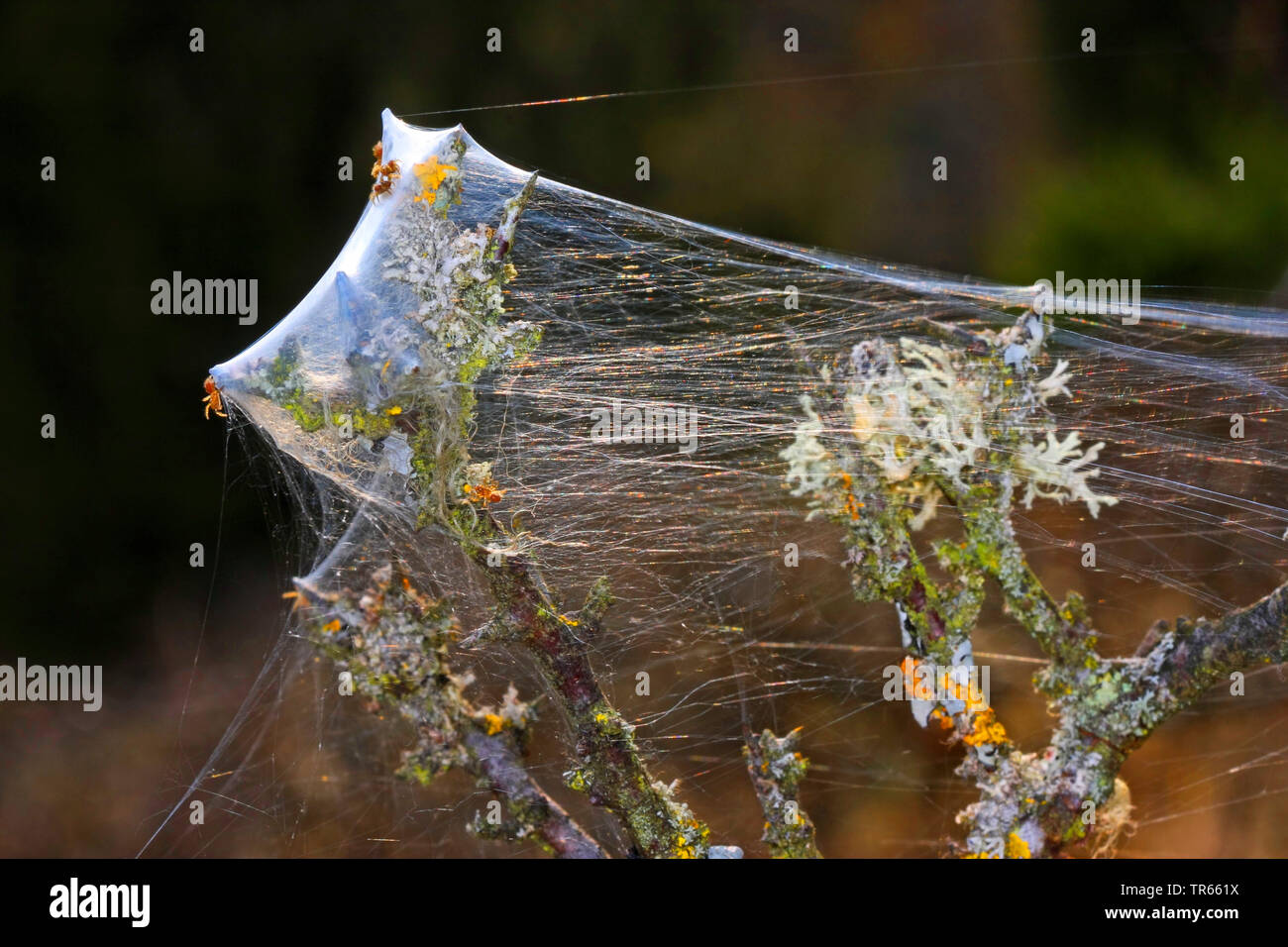 Mygalomorph spider (Atypus piceus), giovani ragni a gossamer, Germania Foto Stock