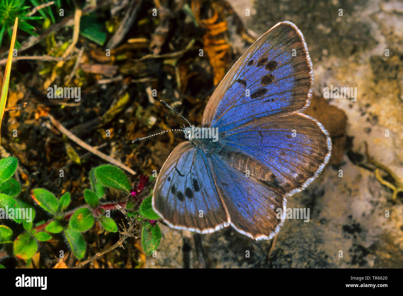 Grande blu (Phengaris arion, Maculinea arion, Glaucopsyche Arion), vista dall'alto, Germania Foto Stock