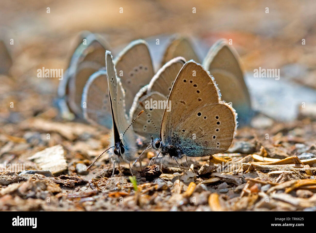 Mazarine blu (Polyommatus semiargus, Cyaniris semiargus), varie mazarine blues alla ricerca di nutrienti minerali sul terreno, Germania Foto Stock