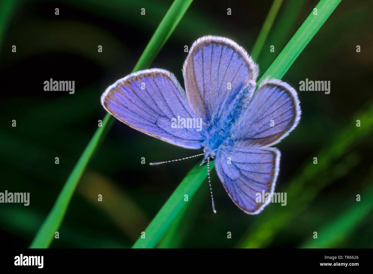 Mazarine blu (Polyommatus semiargus, Cyaniris semiargus), maschio seduta con ali aperte in corrispondenza di una lama di erba, Germania Foto Stock