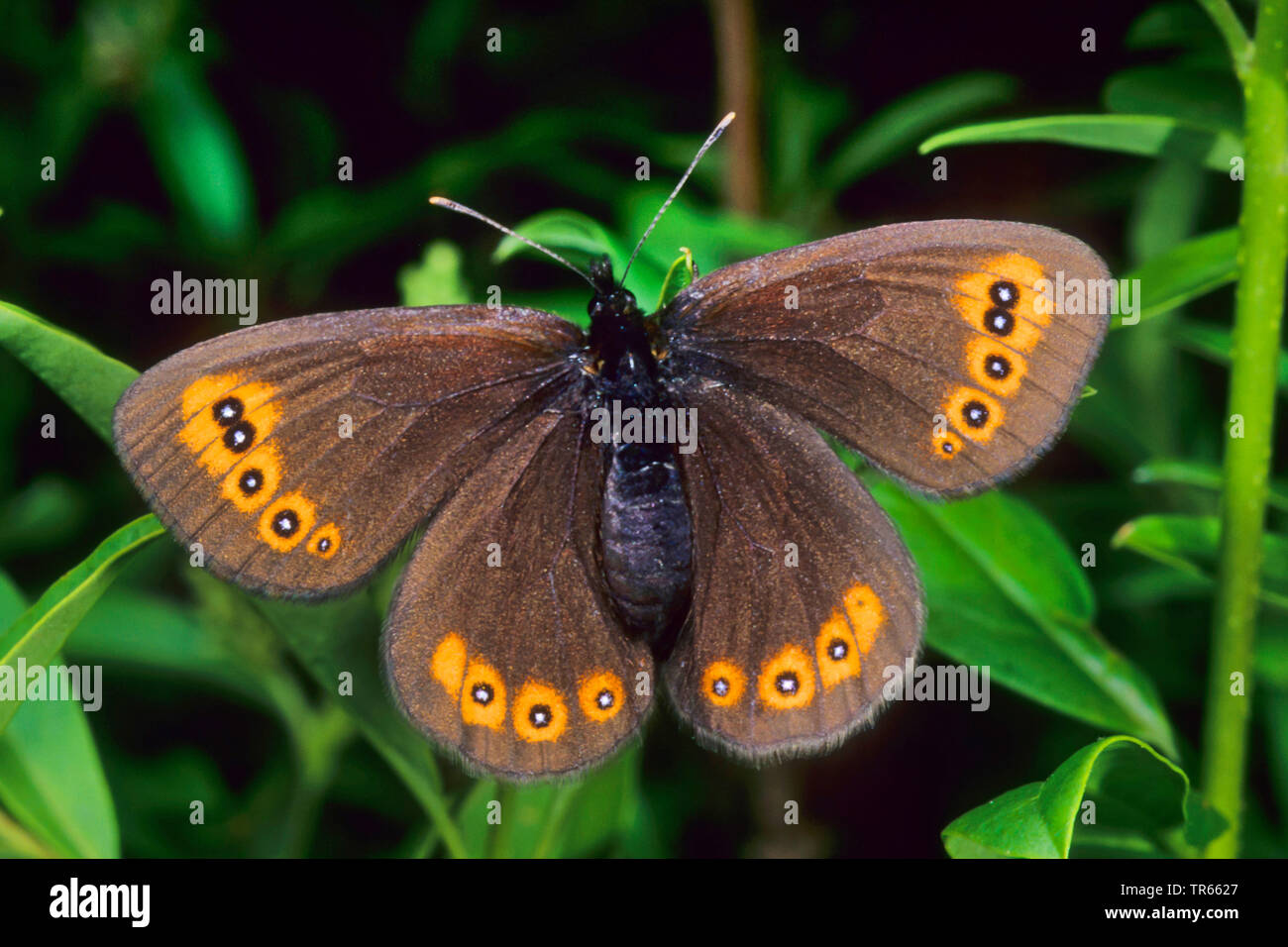 Woodland ringlet (Erebia medusa, Erebia botevi), seduta con ali aperte su una foglia, vista da sopra, Germania Foto Stock