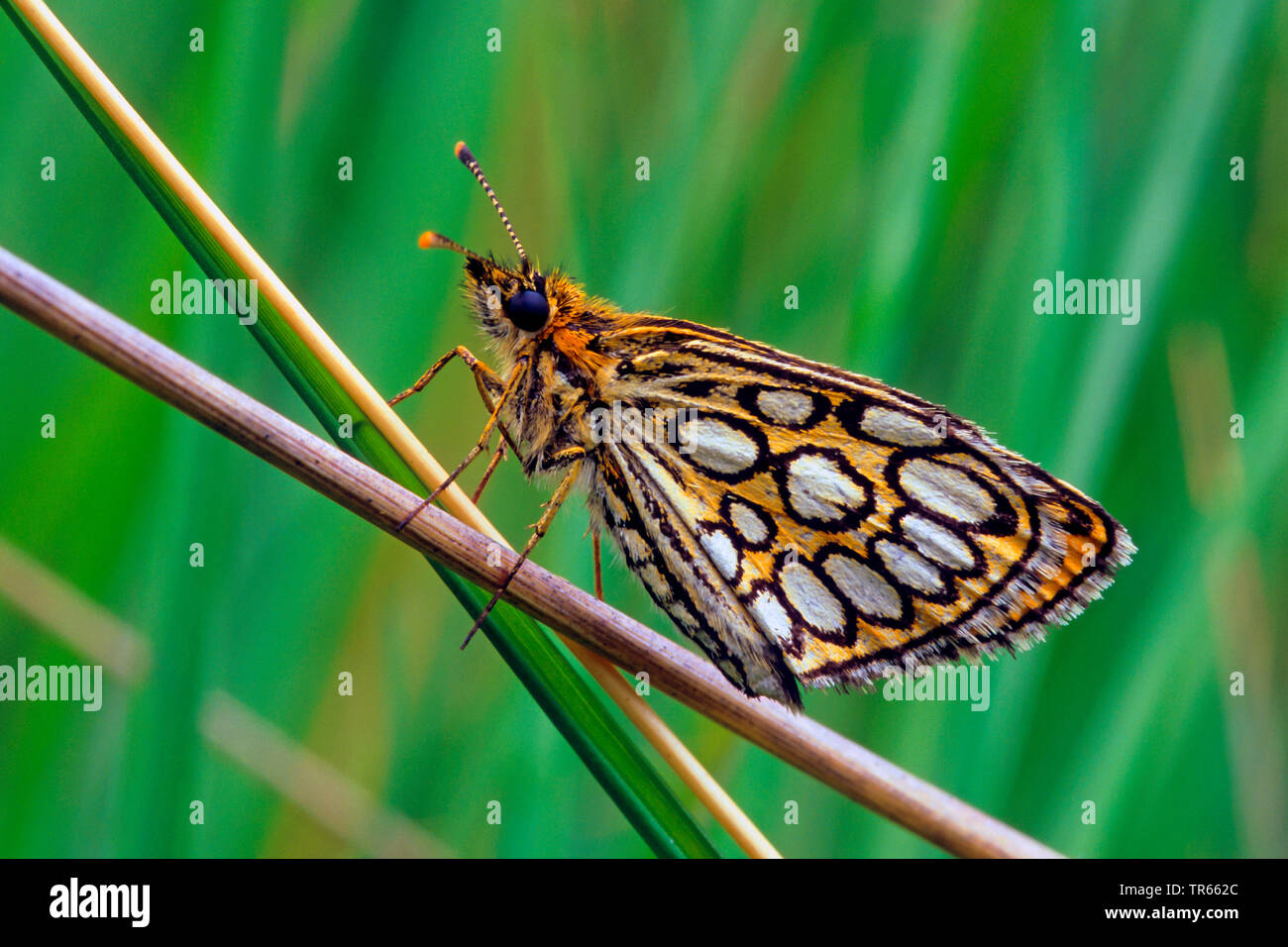 Grande skipper a scacchi (Heteropterus morpheus), seduti su uno stelo, vista laterale, Germania Foto Stock