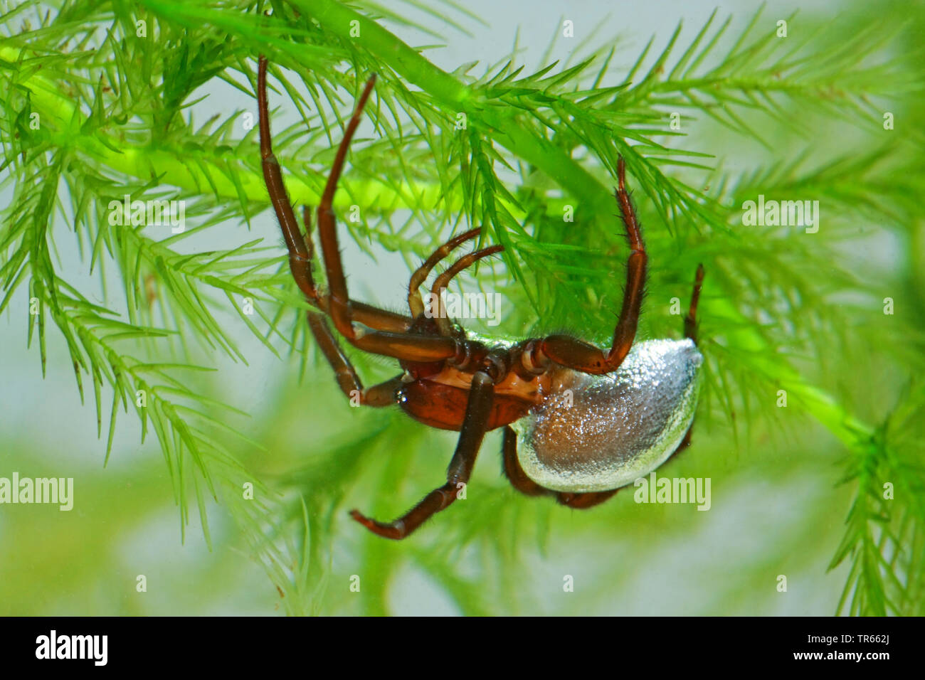 Unione ragno acqua (Argyroneta aquatica), il trasporto di una bolla d'aria sotto l'acqua , Germania Foto Stock