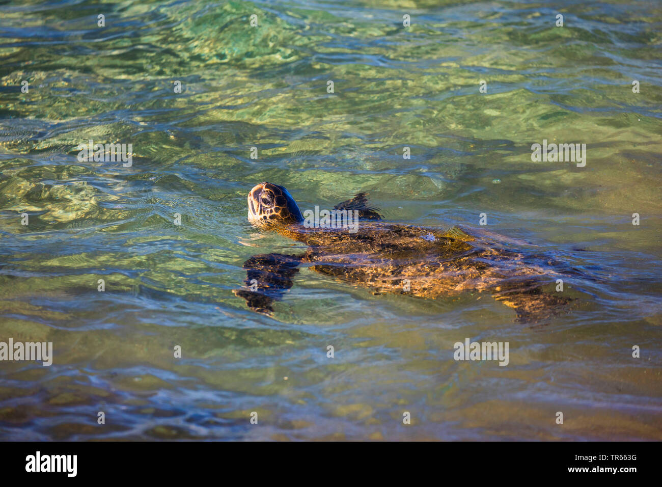 Tartaruga Verde, rock tartaruga, carne (tartaruga Chelonia Mydas), nuoto carne turtle prendere fiato alla superficie dell'acqua, STATI UNITI D'AMERICA, Hawaii, Kamaole Beach Park II, Kihei Foto Stock