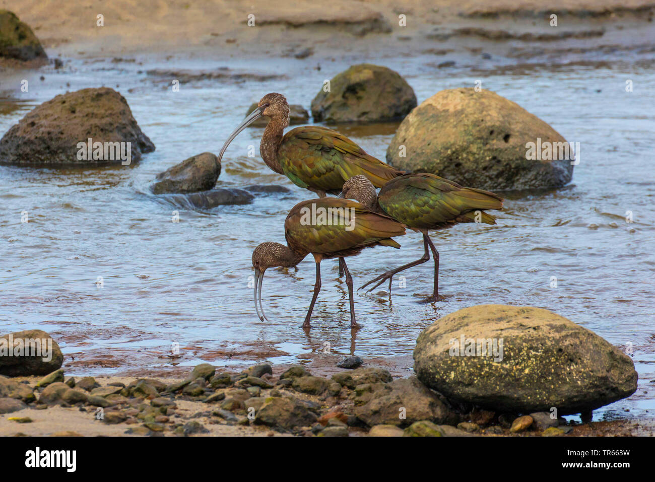 Ibis lucido (Plegadis falcinellus), tre ibis rovistando a marea di declino in acqua salmastra, STATI UNITI D'AMERICA, Hawaii, Kealia Pond, Kihei Foto Stock