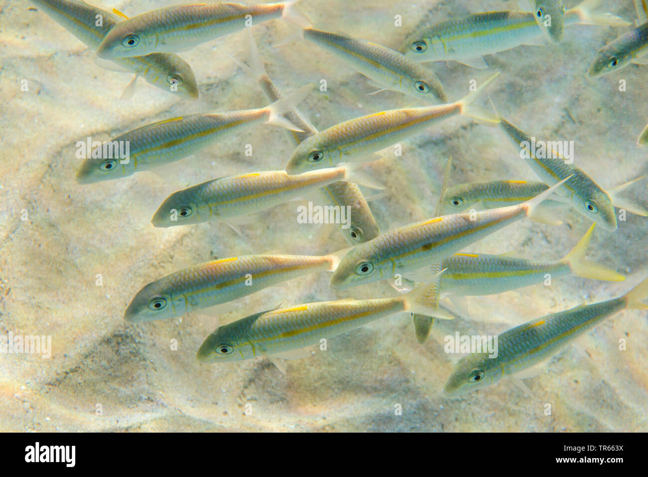 Yellowstripe goatfish (Mulloidichthys flavolineatus), scuola su suolo sabbioso, USA, Hawaii Foto Stock