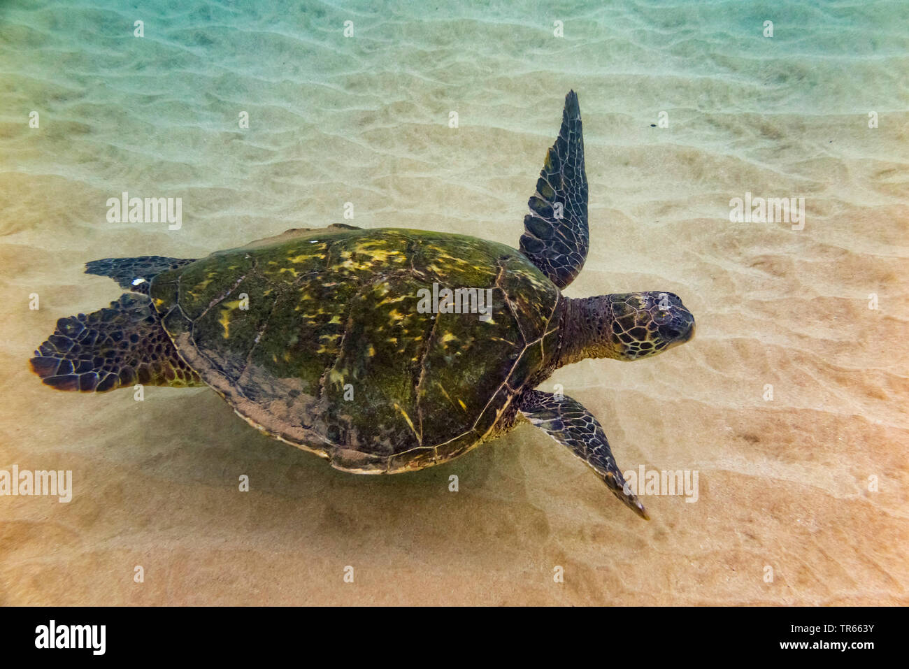 Tartaruga Verde, rock tartaruga, carne (tartaruga Chelonia Mydas), nuoto su suolo sabbioso, USA, Hawaii Foto Stock