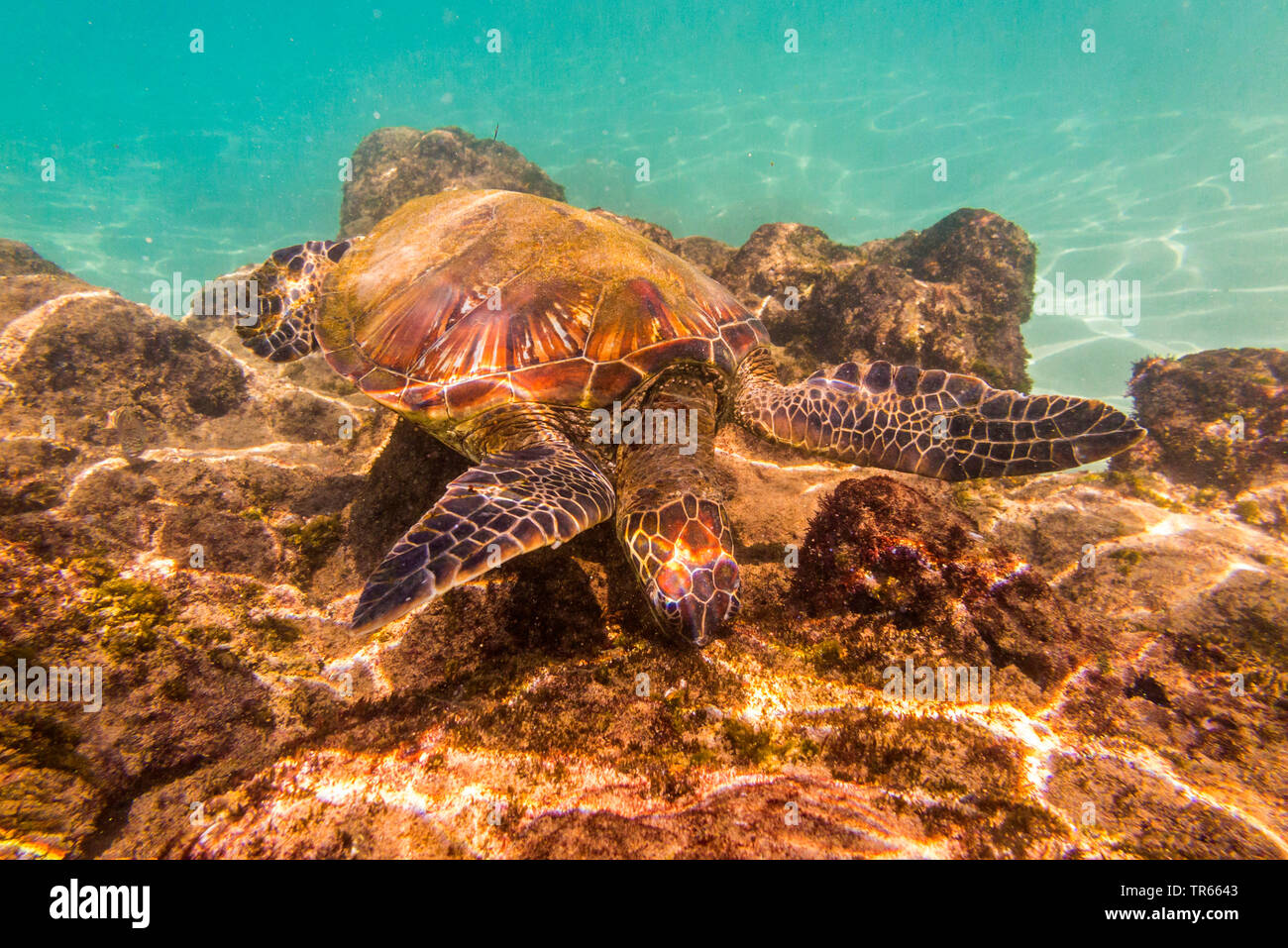 Tartaruga Verde, rock tartaruga, carne (tartaruga Chelonia Mydas), alimentazione di alghe da laval rocce, STATI UNITI D'AMERICA, Hawaii Maui Kihei Foto Stock