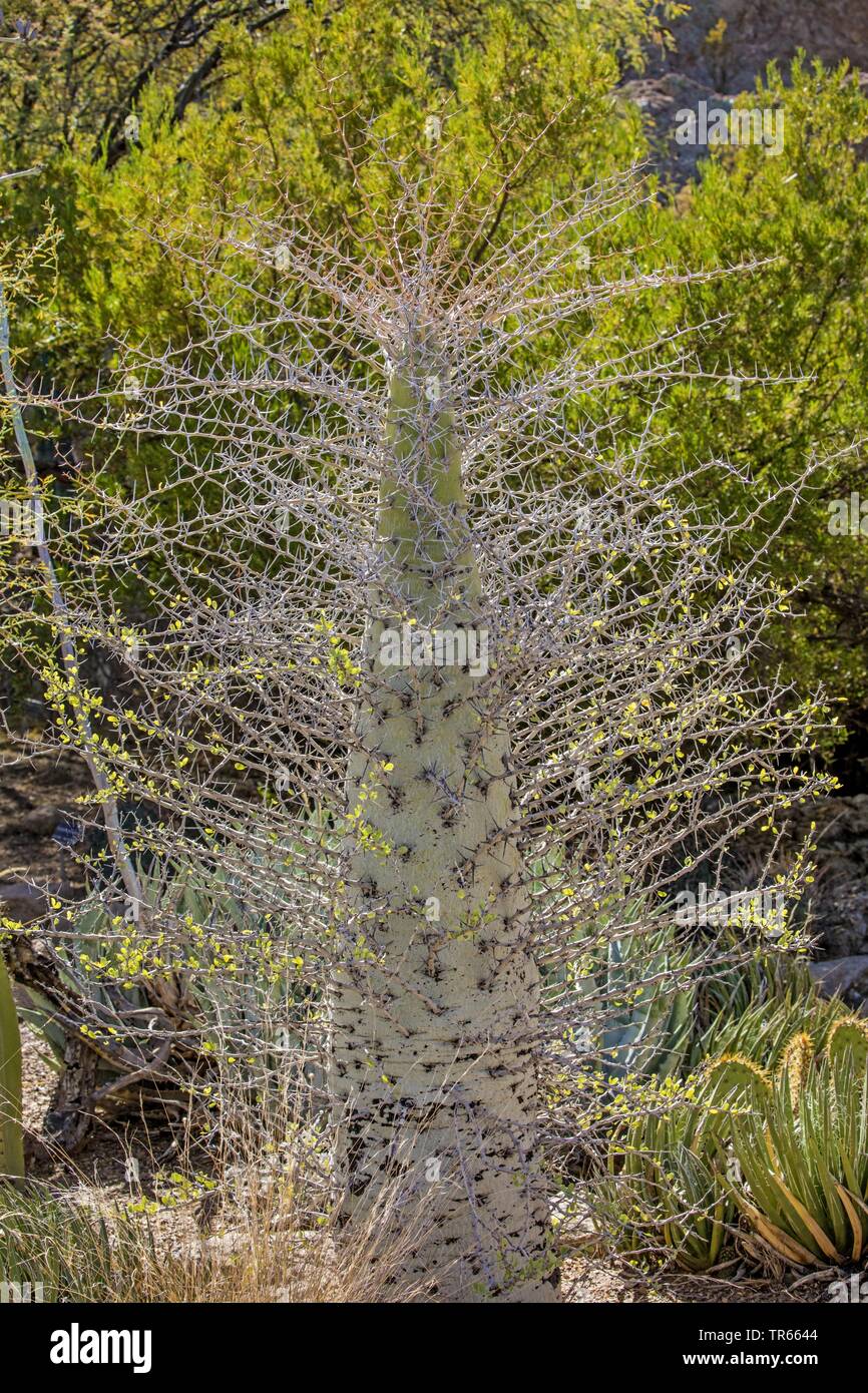 Struttura Boojum, Cirio, Boojum, Cototaj (Fouquieria columaris), USA, Arizona Foto Stock