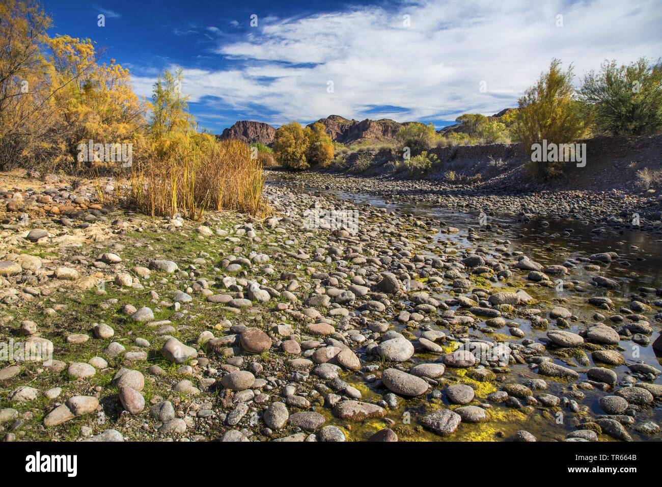 Riverbed essiccata dopo la siccità in autunno, USA, Arizona, sale sul fiume Phoenix Foto Stock