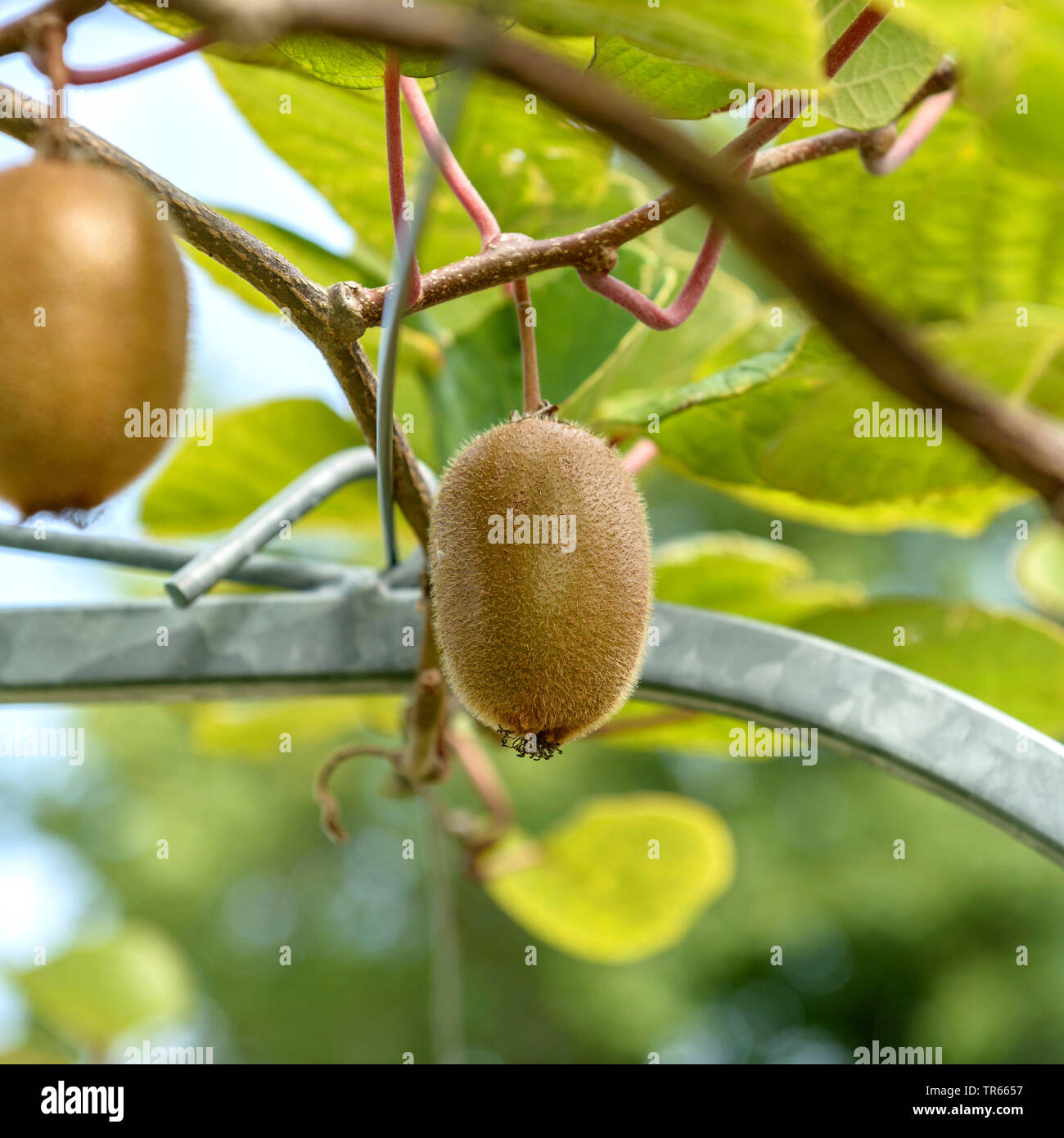Il kiwi, uva spina cinese (Actinidia deliciosa 'Montclar' Actinidia deliciosa Montclar), cultivar Montclar, GERMANIA Baden-Wuerttemberg Foto Stock