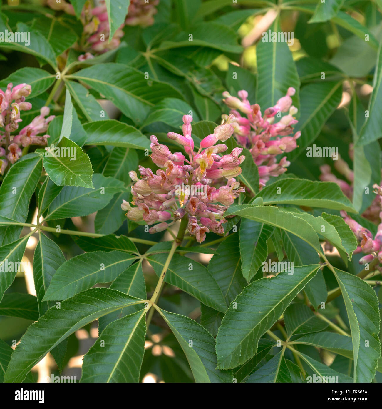 Ippocastano (Aesculus x mutabilis 'Harbinsonii', Aesculus x mutabilis Harbinsonii), fioritura, cultivar Harbinsonii Foto Stock