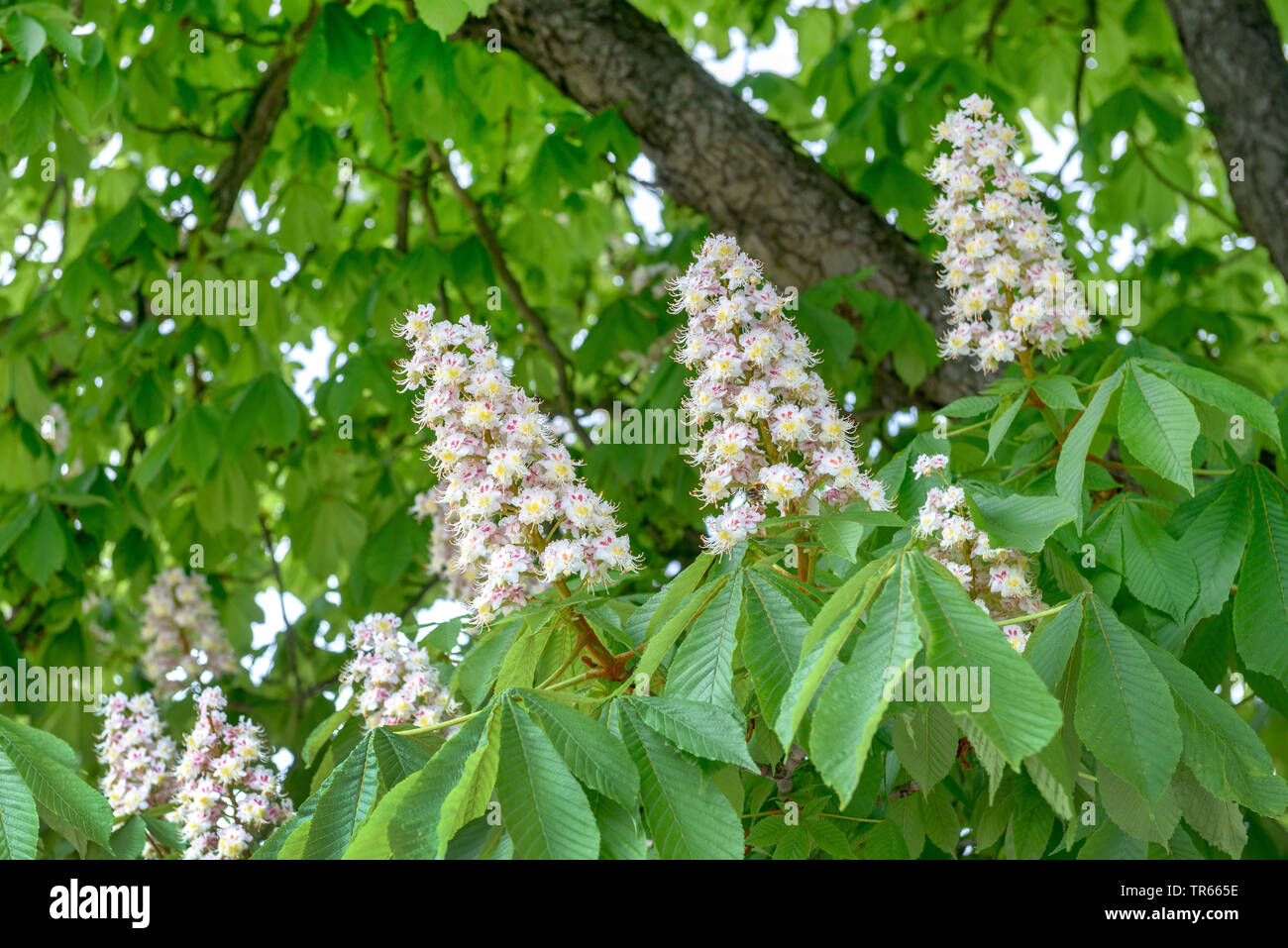 Comune di ippocastano (Aesculus hippocastanum), filiale di fioritura, Germania Foto Stock