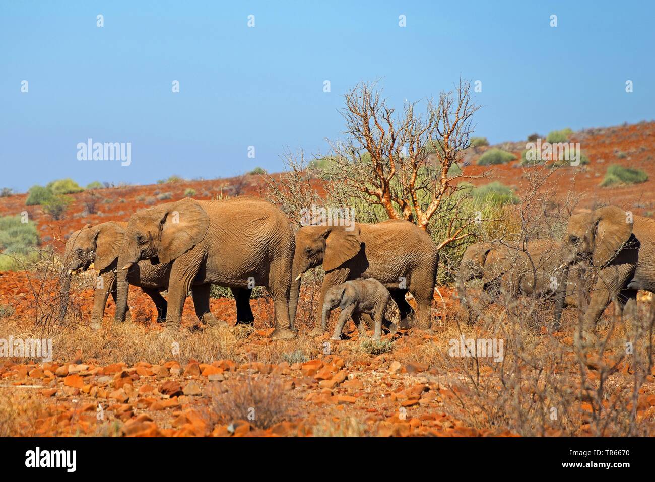 Deserto di elefante, deserto-abitazione Elefanti Elefante africano (Loxodonta africana africana), branco di elefanti con vitello nel deserto, Namibia, Damaraland Foto Stock